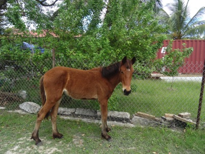 Barbuda resident Barbuda resident